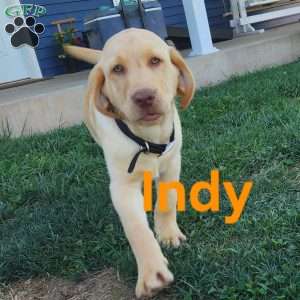 Indy, Fox Red Labrador Retriever Puppy
